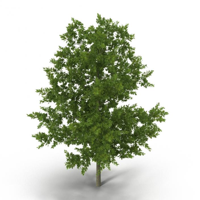 Red Oak Young Tree Collection 3D model