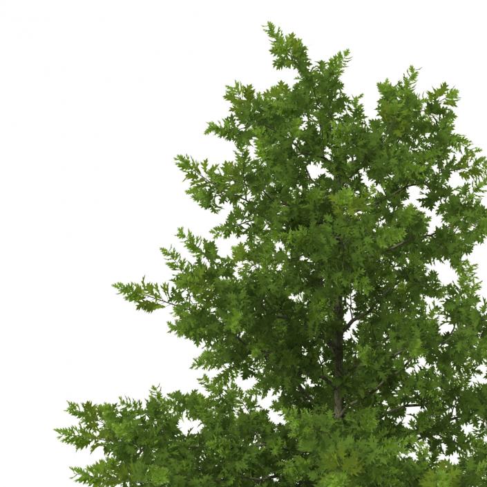 Red Oak Young Tree Collection 3D model