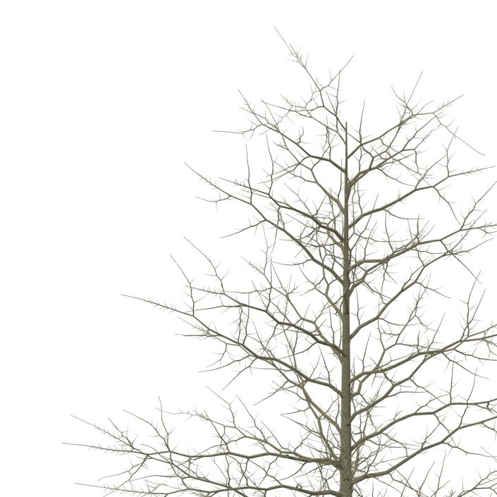 Red Oak Young Tree Collection 3D model