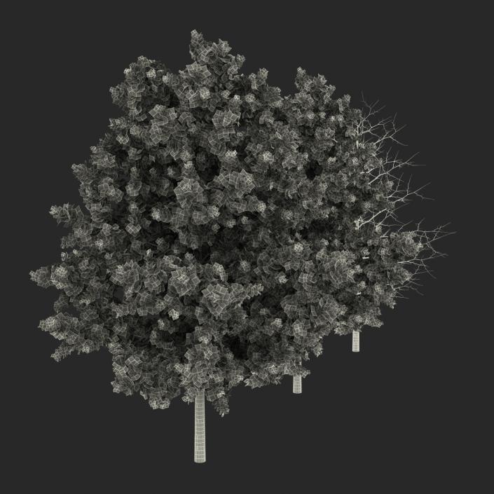 Red Oak Young Tree Collection 3D model