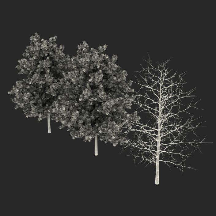 Red Oak Young Tree Collection 3D model