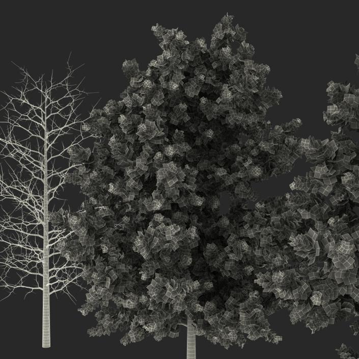 Red Oak Young Tree Collection 3D model