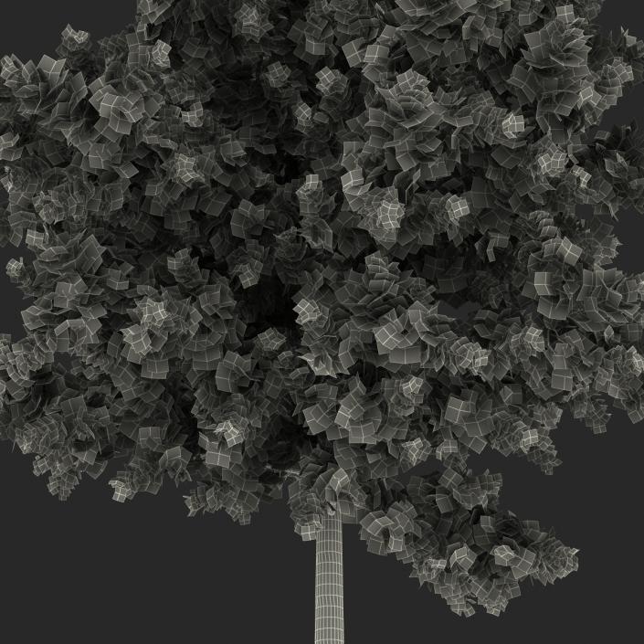 Red Oak Young Tree Collection 3D model