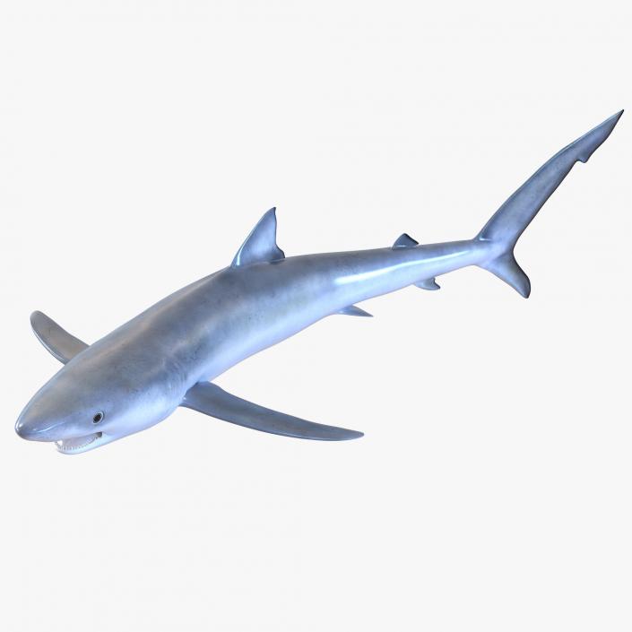 Blue Shark Rigged 3D