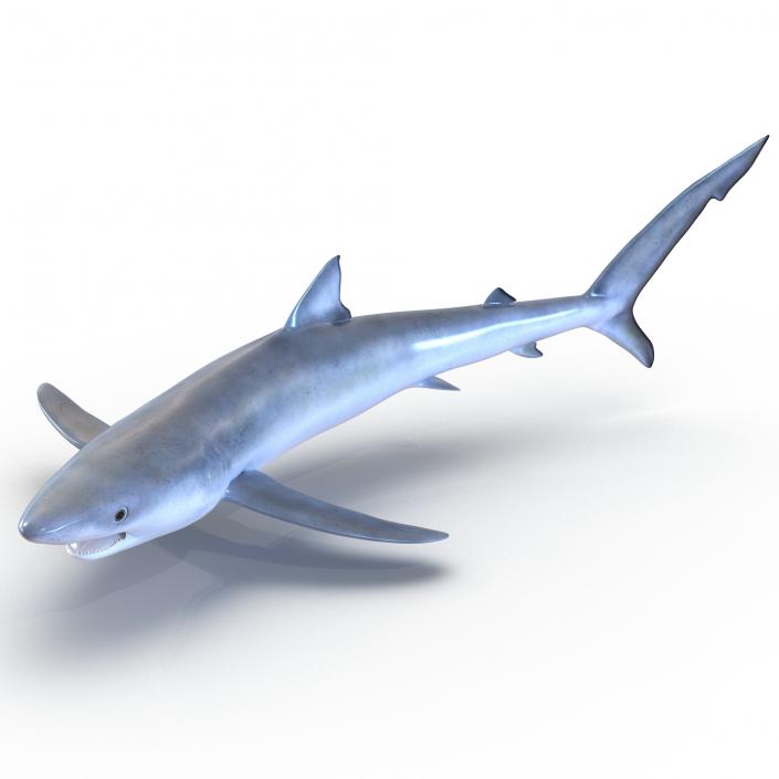 Blue Shark Rigged 3D