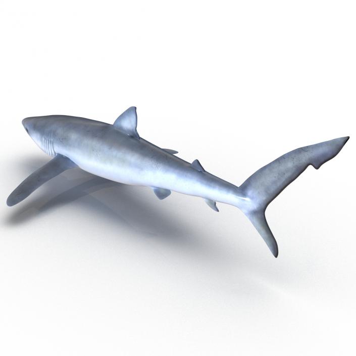 Blue Shark Rigged 3D