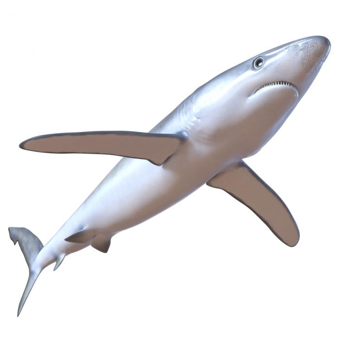 Blue Shark Rigged 3D