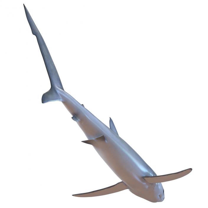 Blue Shark Rigged 3D