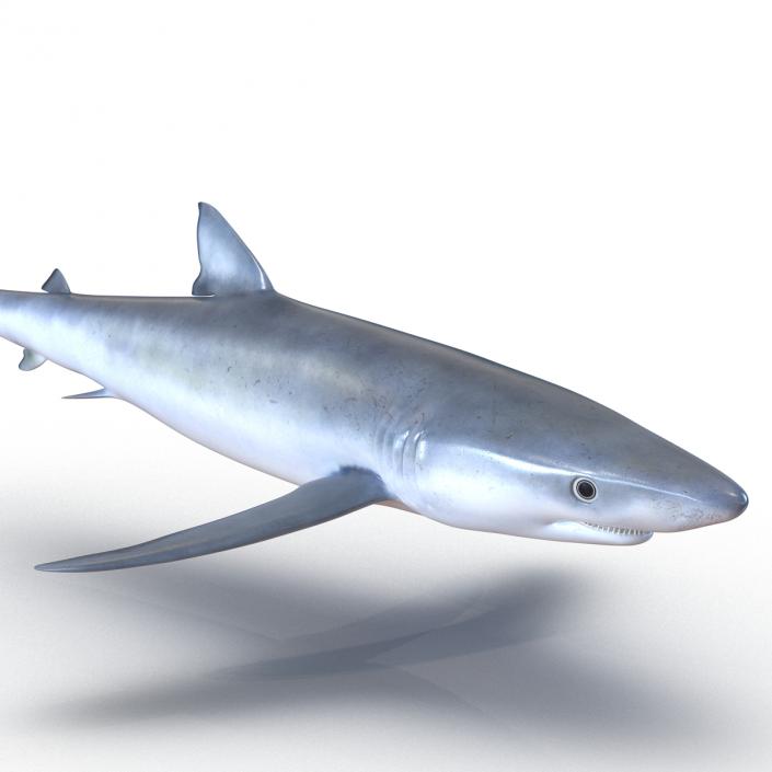 Blue Shark Rigged 3D