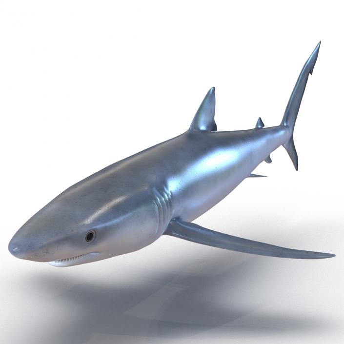 Blue Shark Rigged 3D