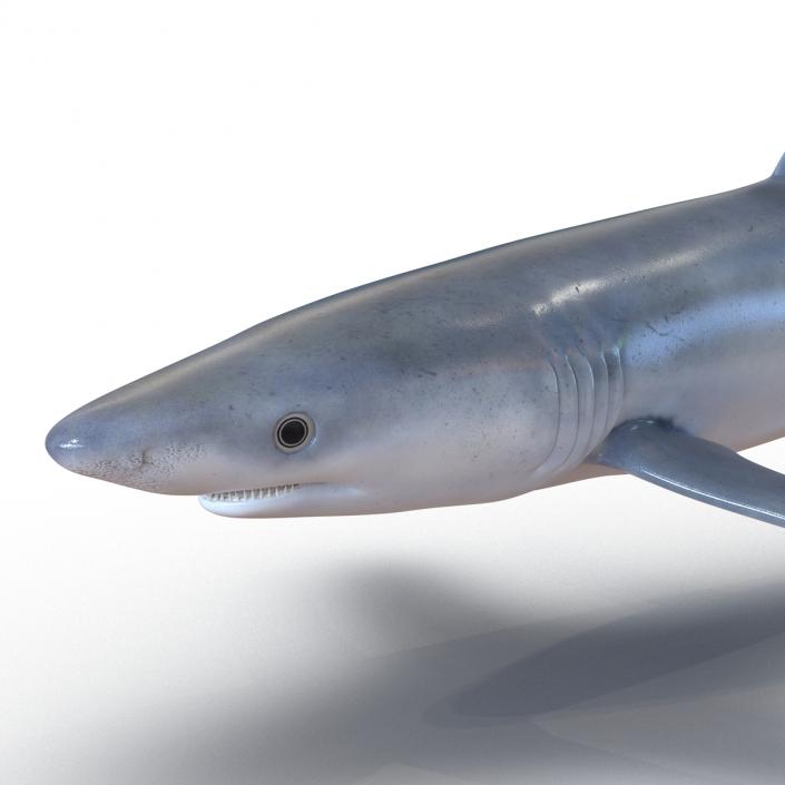 Blue Shark Rigged 3D