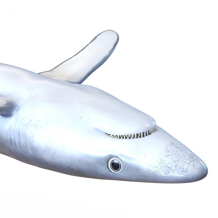 Blue Shark Rigged 3D