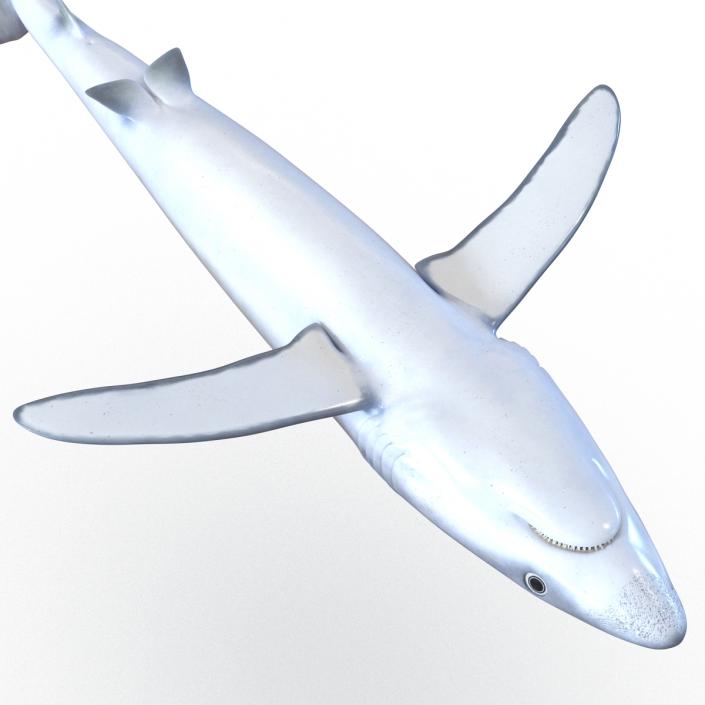 Blue Shark Rigged 3D