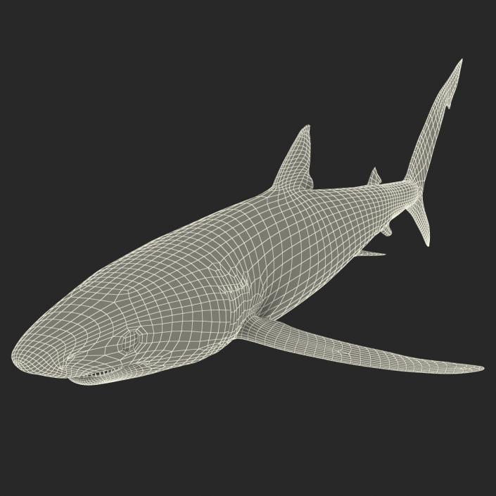 Blue Shark Rigged 3D