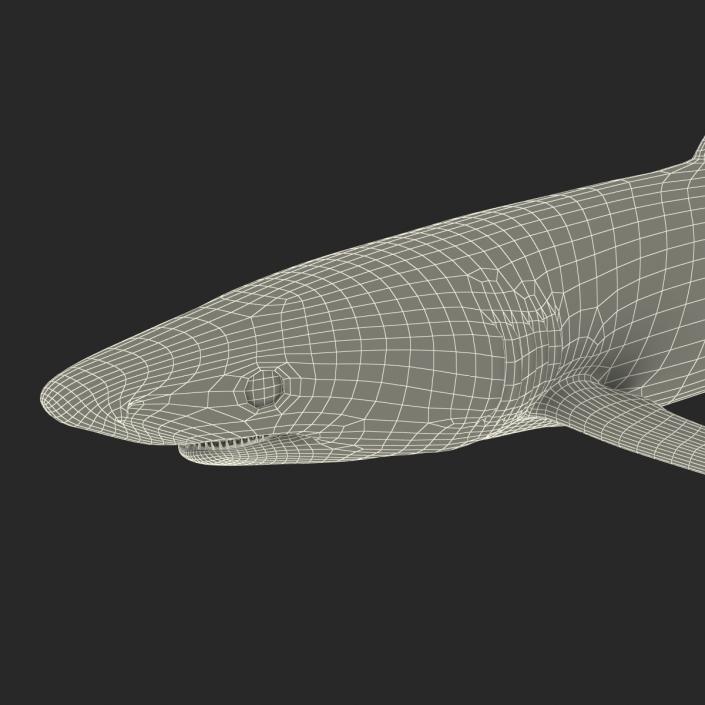 Blue Shark Rigged 3D