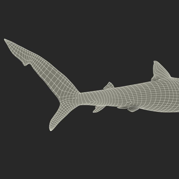 Blue Shark Rigged 3D