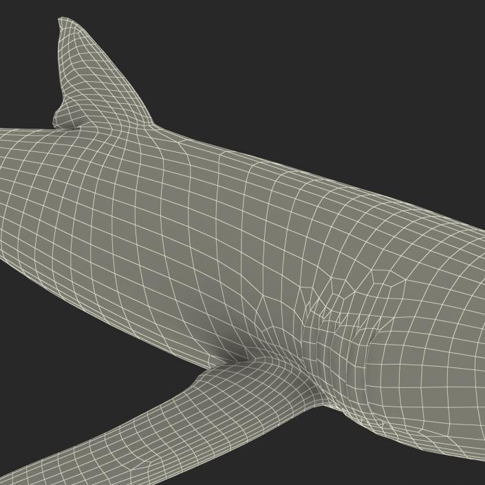 Blue Shark Rigged 3D