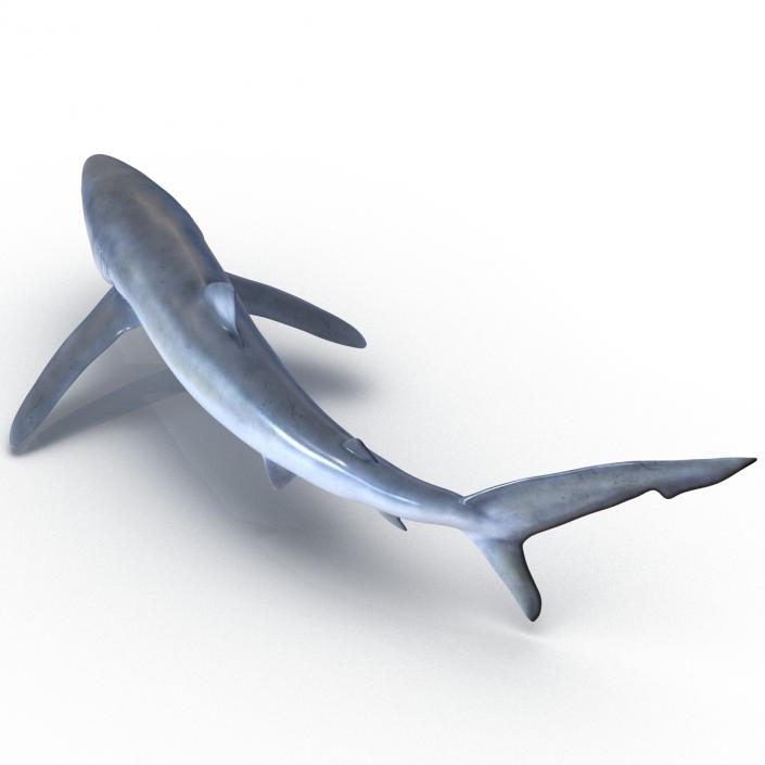 Blue Shark Pose 2 3D