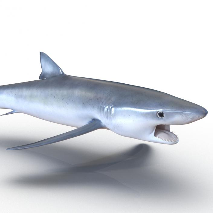 Blue Shark Pose 2 3D