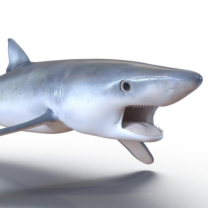 Blue Shark Pose 2 3D