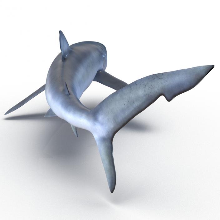 Blue Shark Pose 2 3D