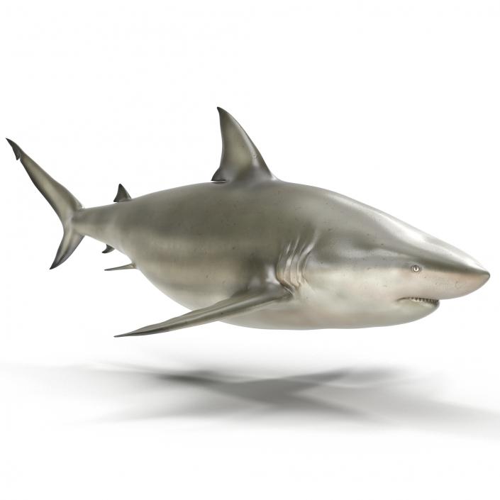 Pigeye Shark 3D