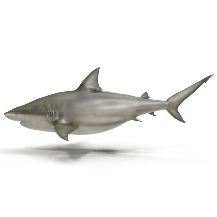 Pigeye Shark 3D