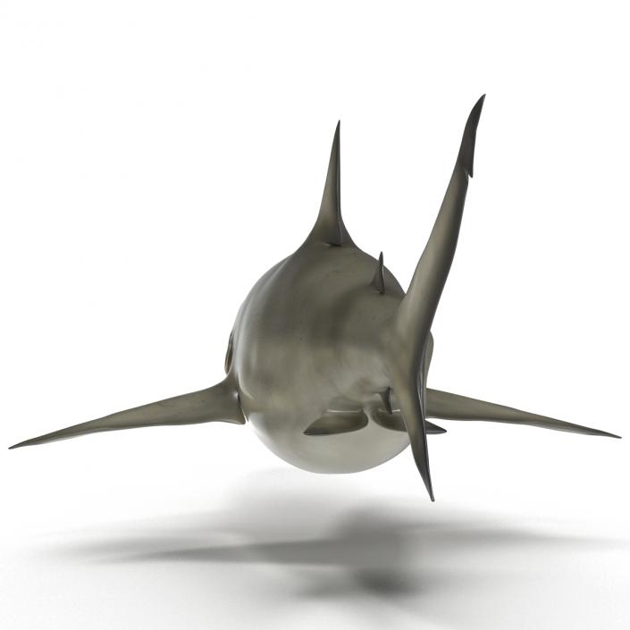 Pigeye Shark 3D