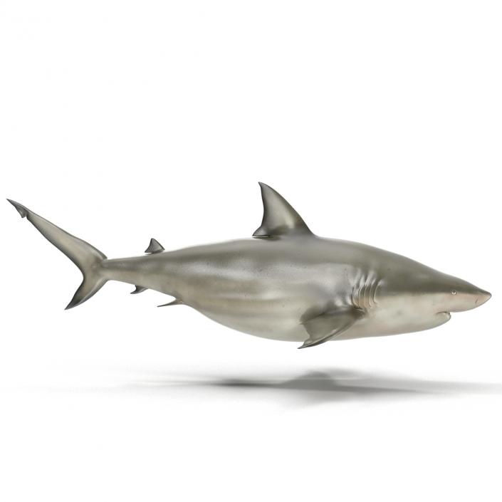 Pigeye Shark 3D