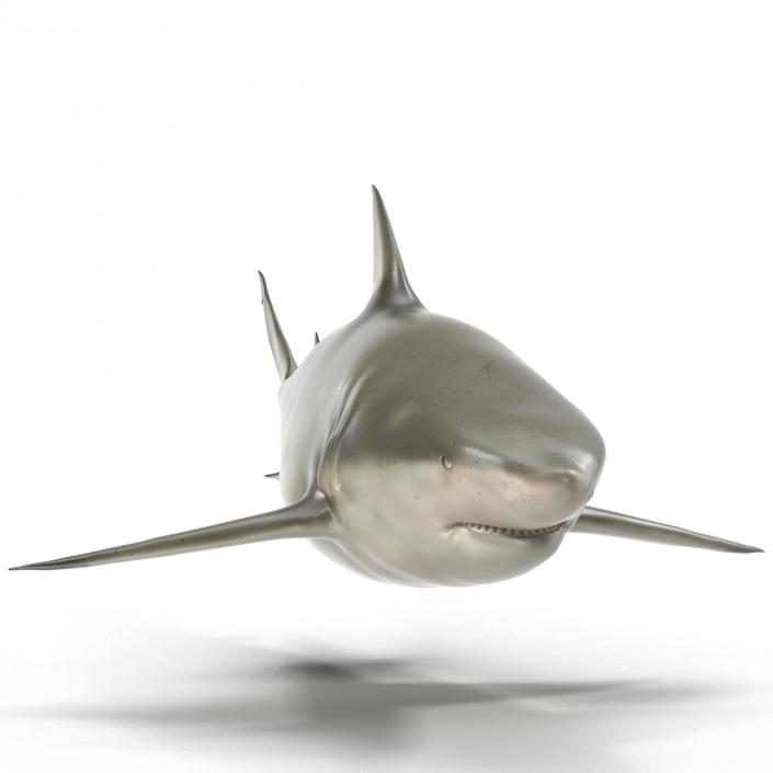 Pigeye Shark 3D