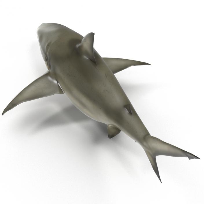 Pigeye Shark 3D