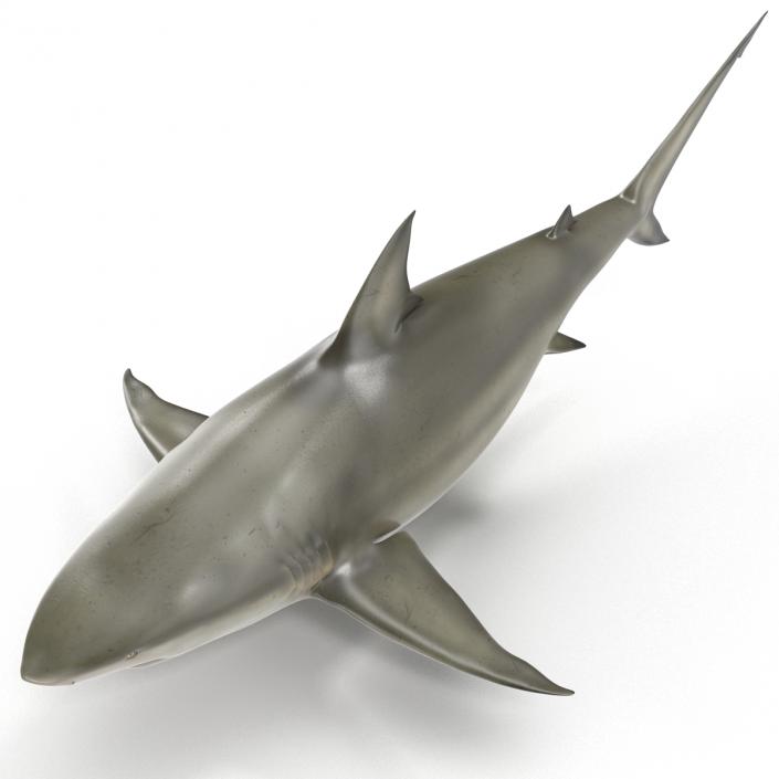 Pigeye Shark 3D