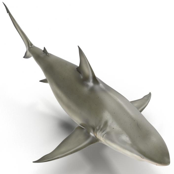 Pigeye Shark 3D