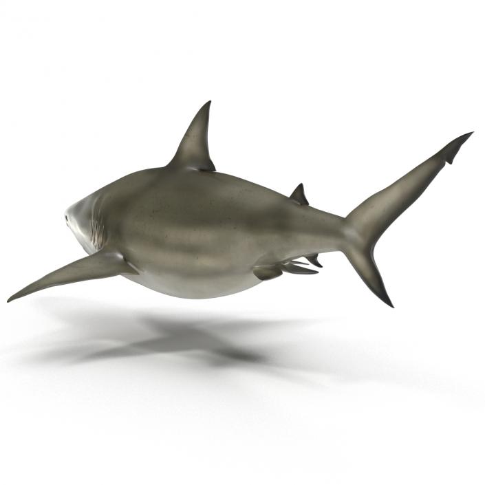 Pigeye Shark 3D