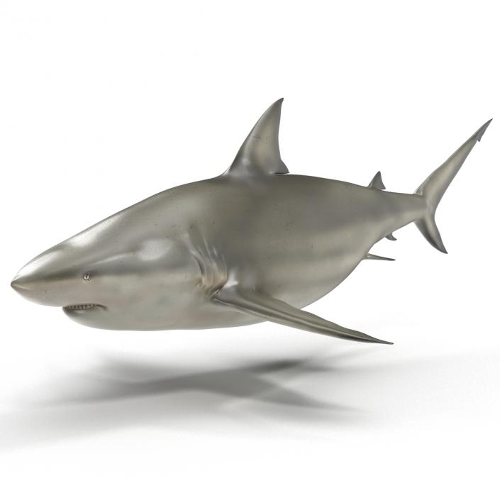 Pigeye Shark 3D