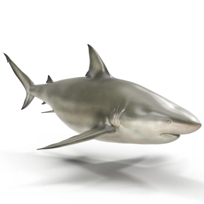 Pigeye Shark 3D