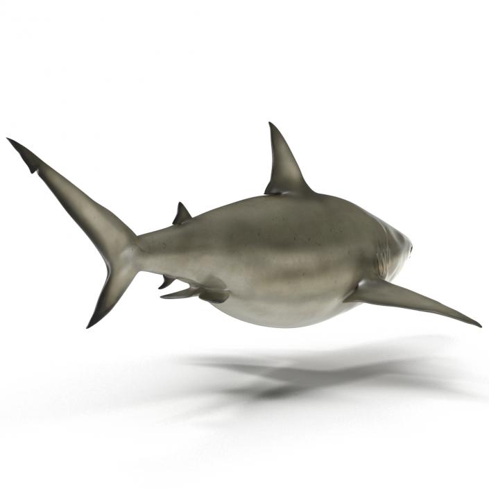 Pigeye Shark 3D