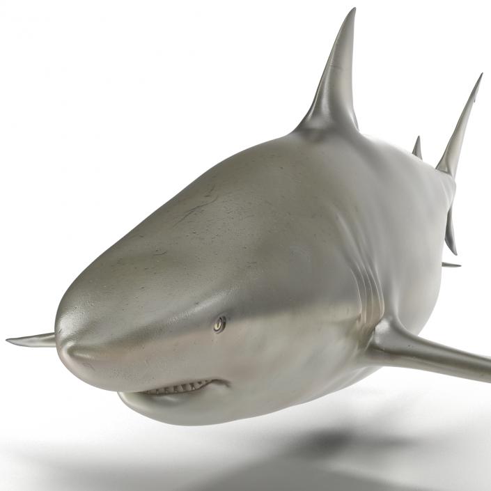 Pigeye Shark 3D