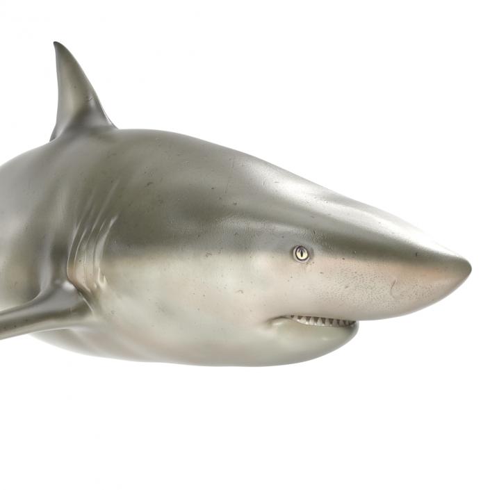 Pigeye Shark 3D