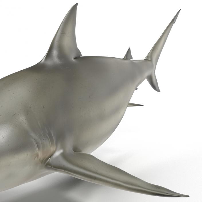 Pigeye Shark 3D