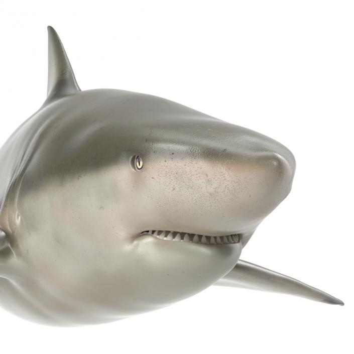 Pigeye Shark 3D