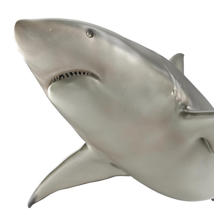 Pigeye Shark 3D