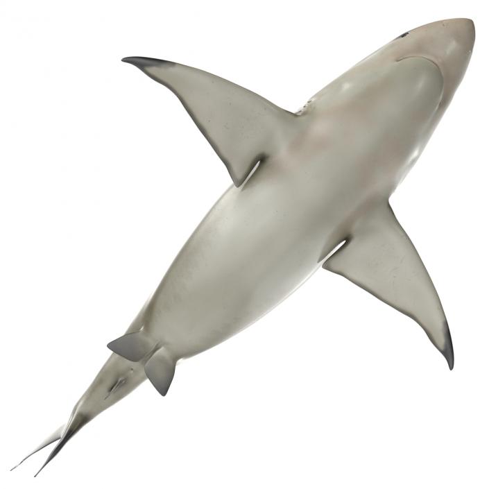 Pigeye Shark 3D