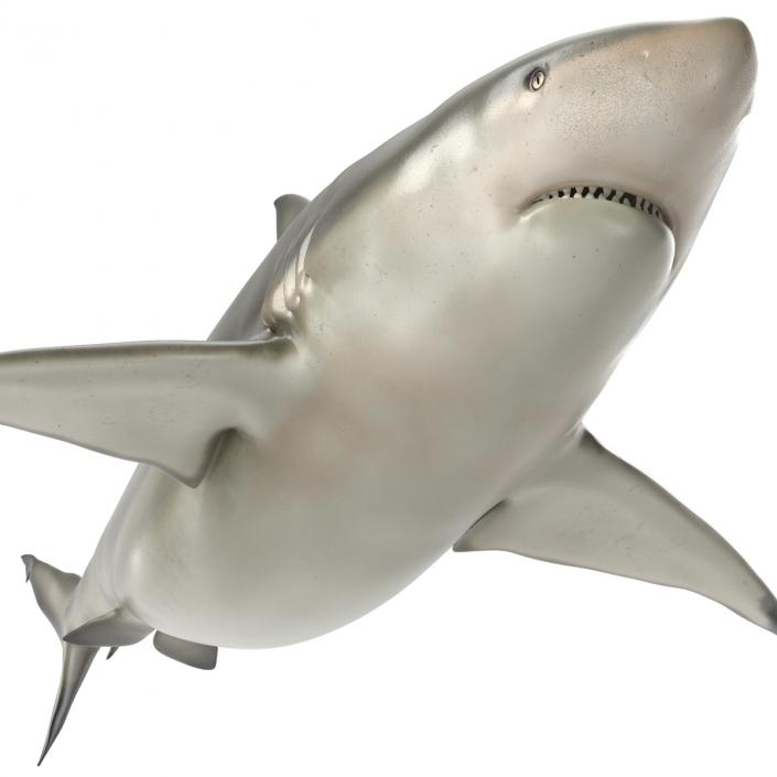 Pigeye Shark 3D