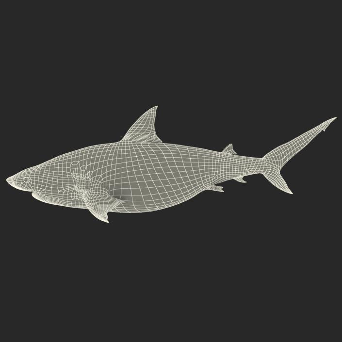 Pigeye Shark 3D