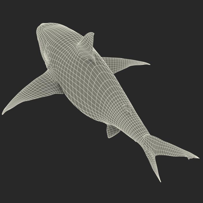 Pigeye Shark 3D