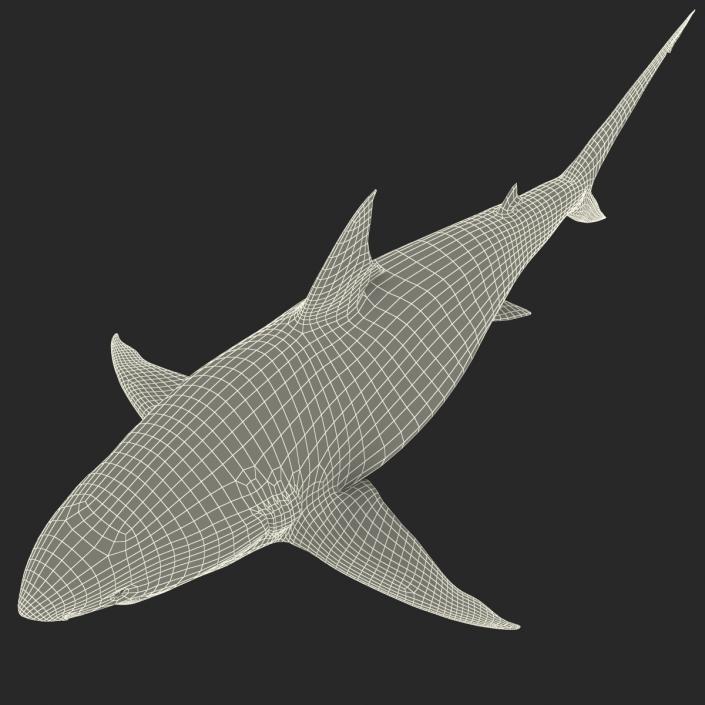 Pigeye Shark 3D