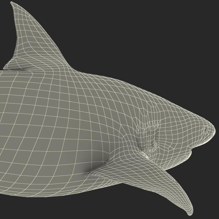 Pigeye Shark 3D