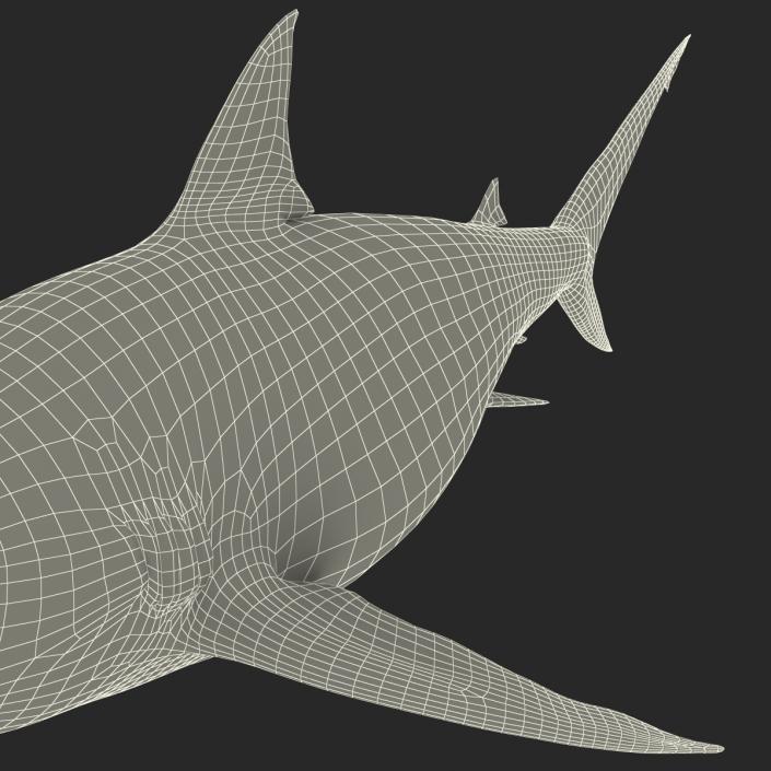 Pigeye Shark 3D