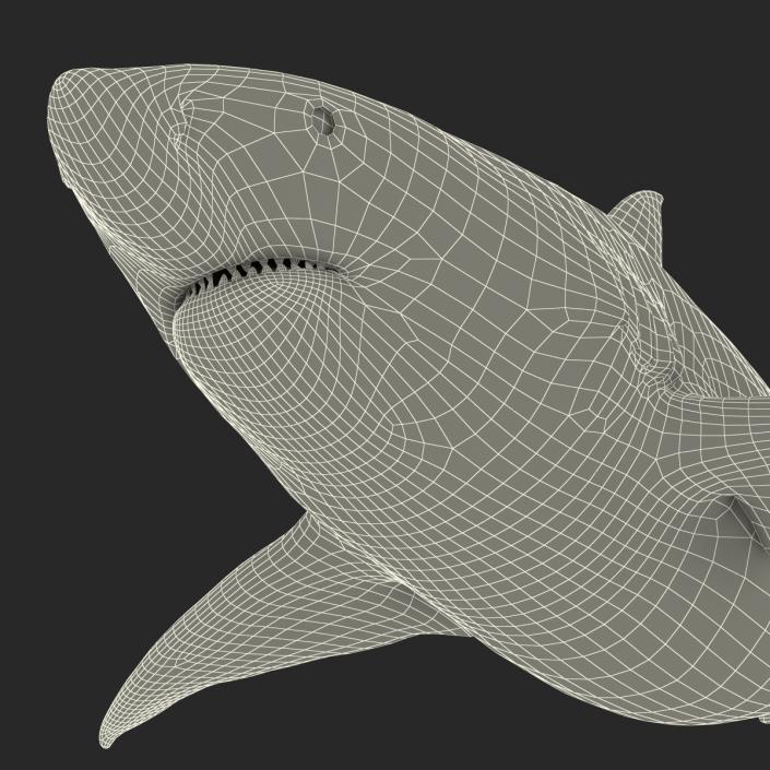 Pigeye Shark 3D